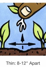 Seed Savers Exchange Seed Savers - Flower, Love-in-a-Mist “Miss Jekyll”- Pack of 50 Seeds