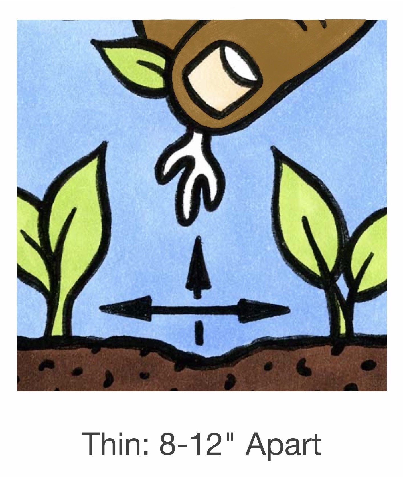 Seed Savers Exchange Seed Savers - Flower, Love-in-a-Mist “Miss Jekyll”- Pack of 50 Seeds