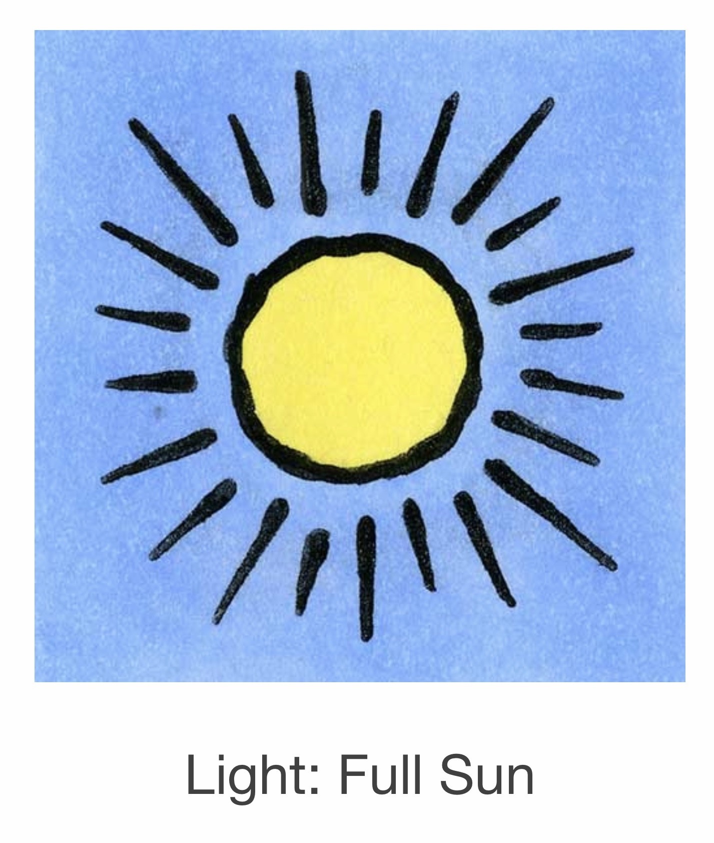 Seed Savers Exchange Seed Savers - Flower, Love-in-a-Mist “Miss Jekyll”- Pack of 50 Seeds