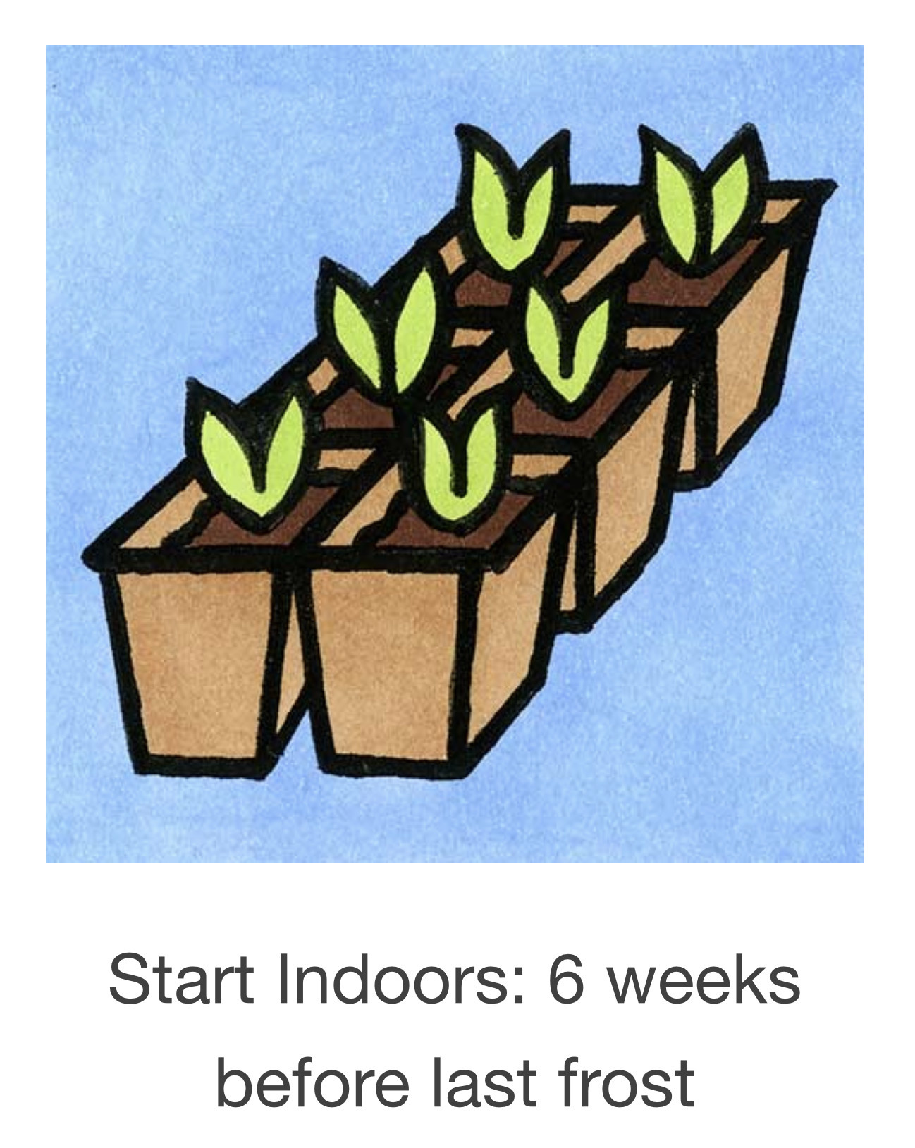 Seed Savers Exchange Seed Savers - Ground Cherry, Loewen Family Heirloom (organic)- Pack of 40 Seeds