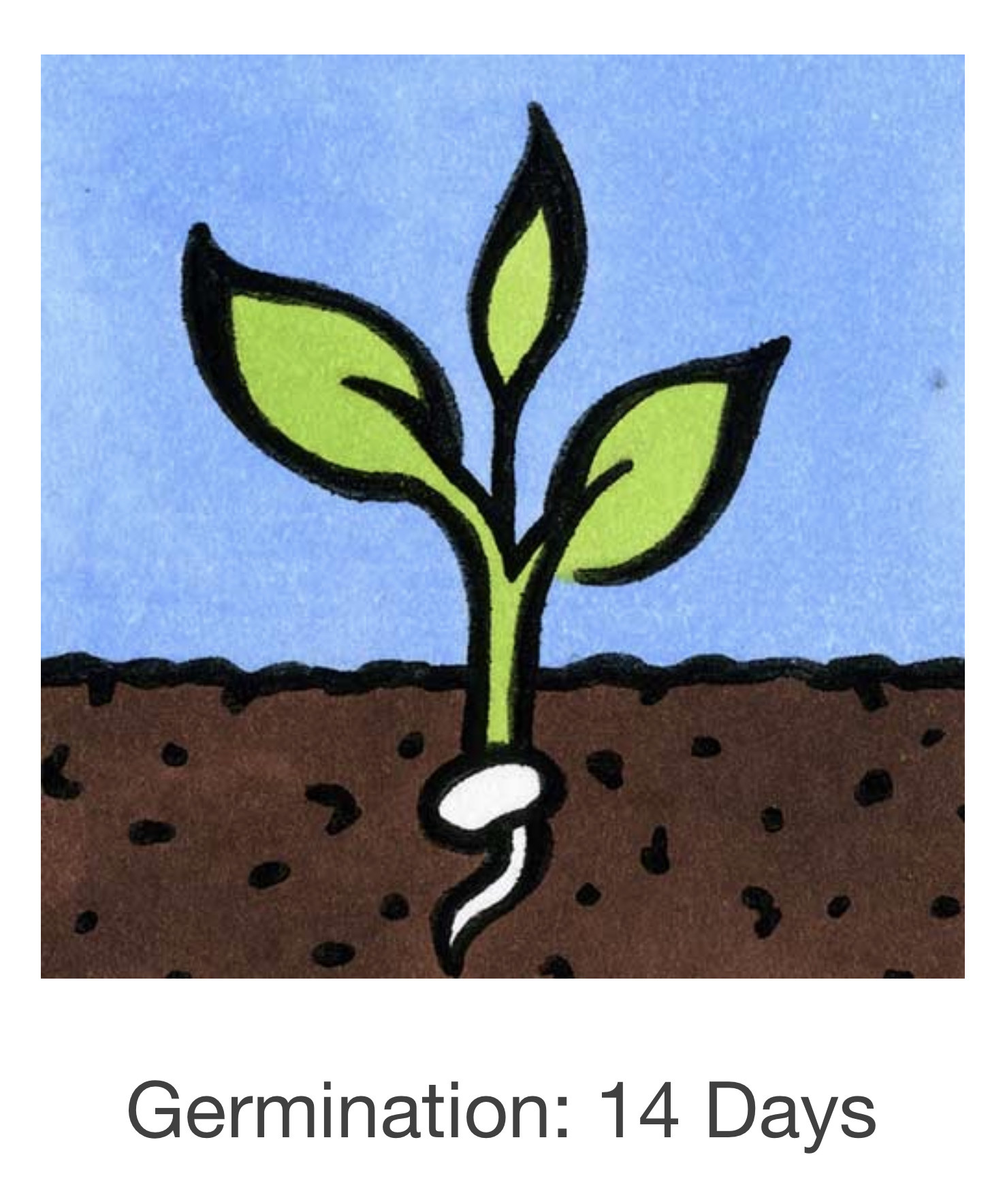 Seed Savers Exchange Seed Savers - Ground Cherry, Loewen Family Heirloom (organic)- Pack of 40 Seeds