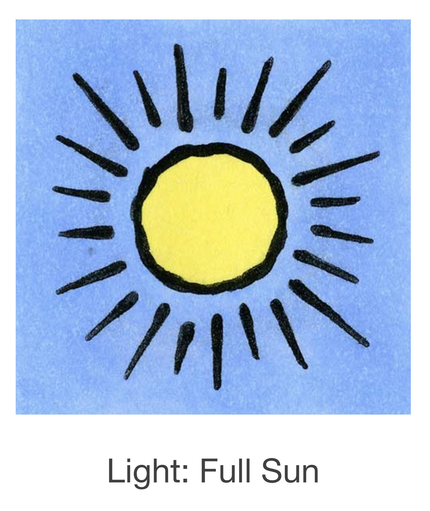 Seed Savers Exchange Seed Savers - Ground Cherry, Loewen Family Heirloom (organic)- Pack of 40 Seeds