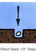 Seed Savers Exchange Seedsavers Seeds - Herbs, Cilantro (organic) - Pack Of 150