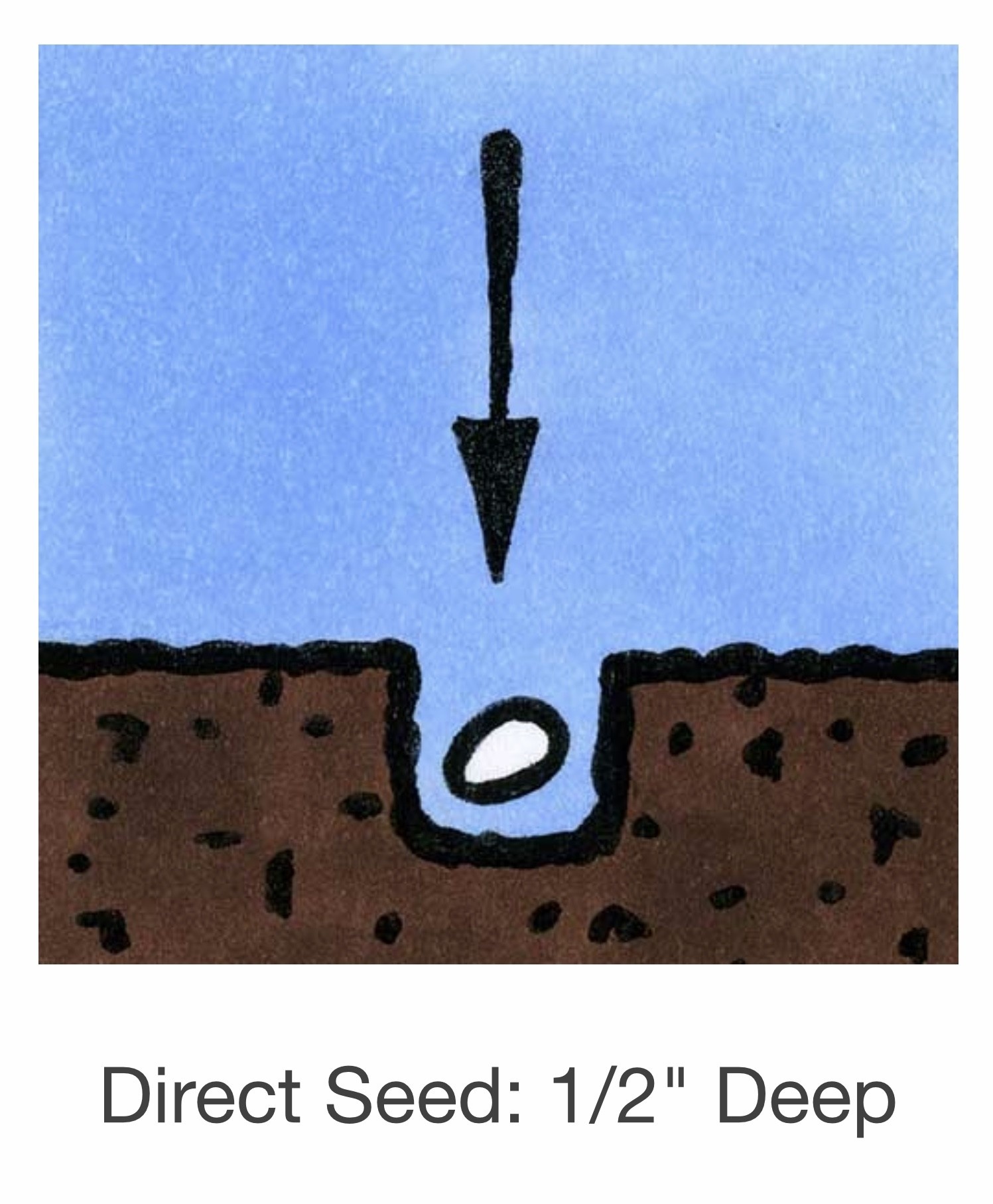 Seed Savers Exchange Seedsavers Seeds - Herbs, Cilantro (organic) - Pack Of 150