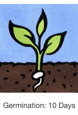 Seed Savers Exchange Seedsavers Seeds - Herbs, Cilantro (organic) - Pack Of 150