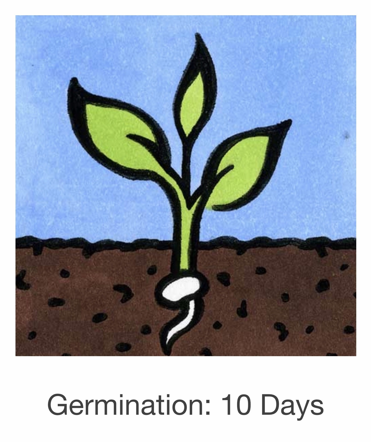 Seed Savers Exchange Seedsavers Seeds - Herbs, Cilantro (organic) - Pack Of 150