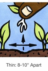 Seed Savers Exchange Seedsavers Seeds - Herbs, Cilantro (organic) - Pack Of 150