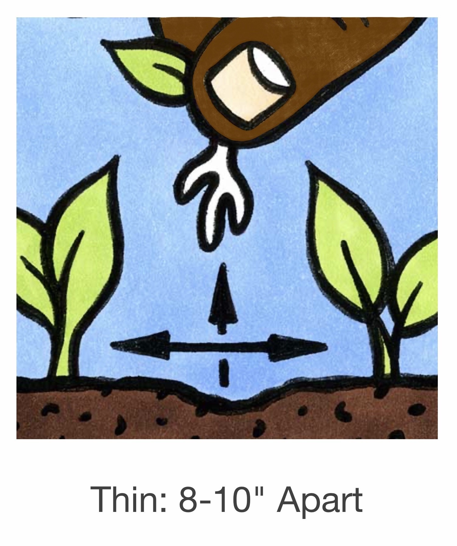 Seed Savers Exchange Seedsavers Seeds - Herbs, Cilantro (organic) - Pack Of 150