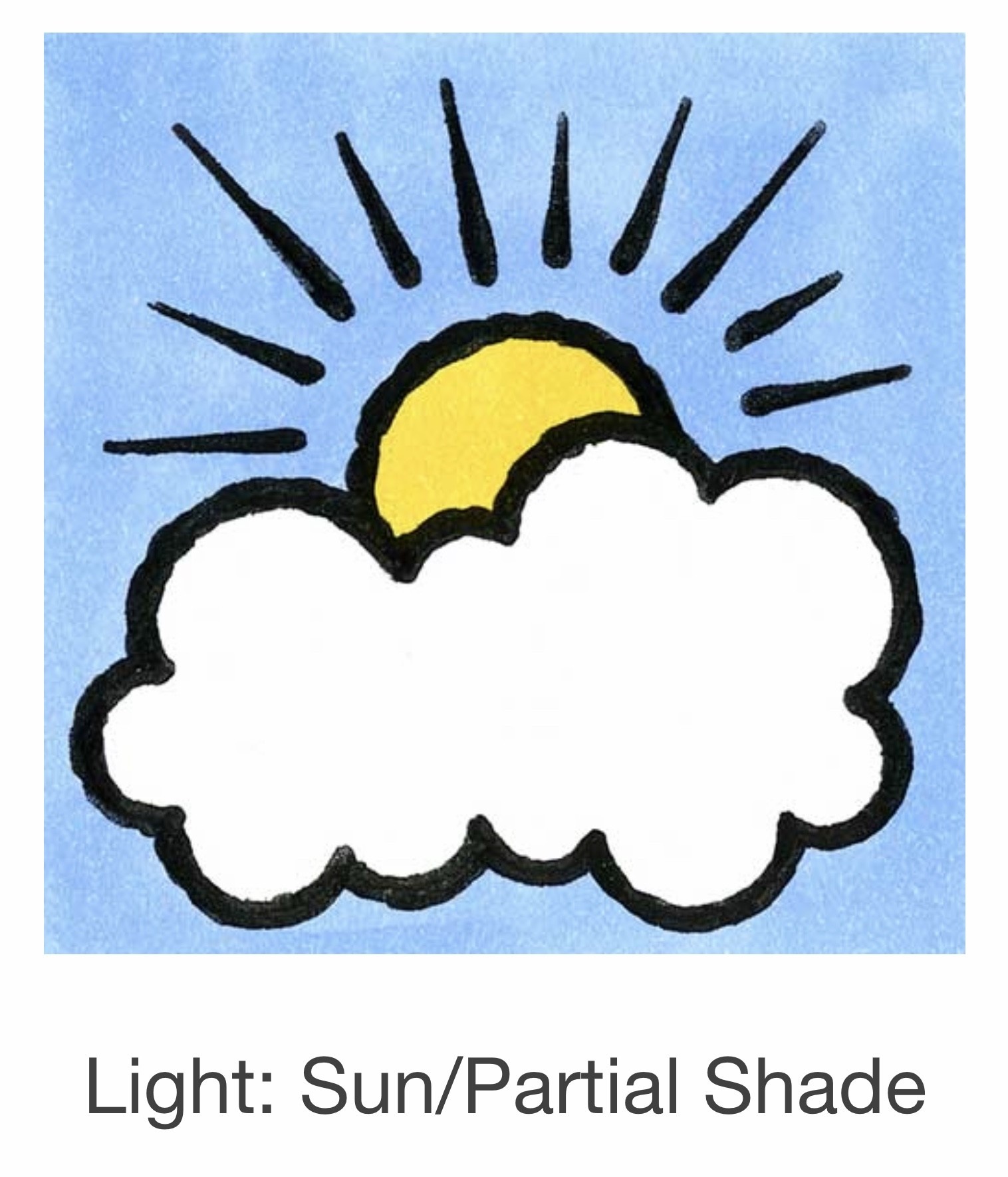 Seed Savers Exchange Seedsavers Seeds - Herbs, Cilantro (organic) - Pack Of 150