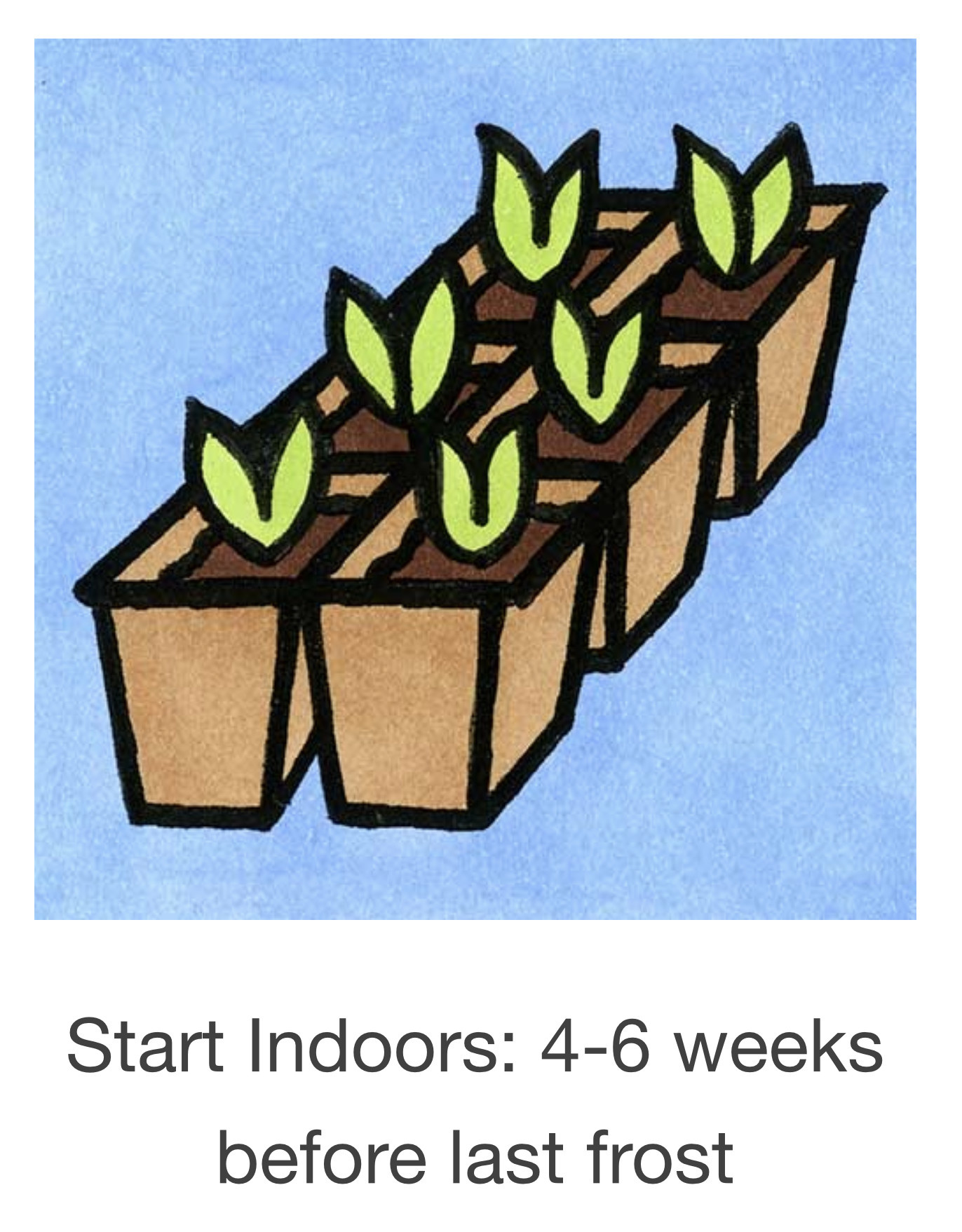 Seed Savers Exchange Seedsavers Seeds - Herbs, Garlic Chives - Pack Of 150