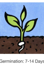 Seed Savers Exchange Seedsavers Seeds - Herbs, Garlic Chives - Pack Of 150