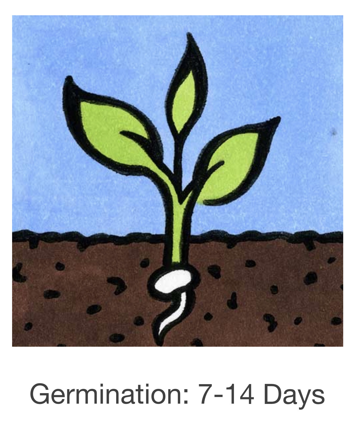 Seed Savers Exchange Seedsavers Seeds - Herbs, Garlic Chives - Pack Of 150