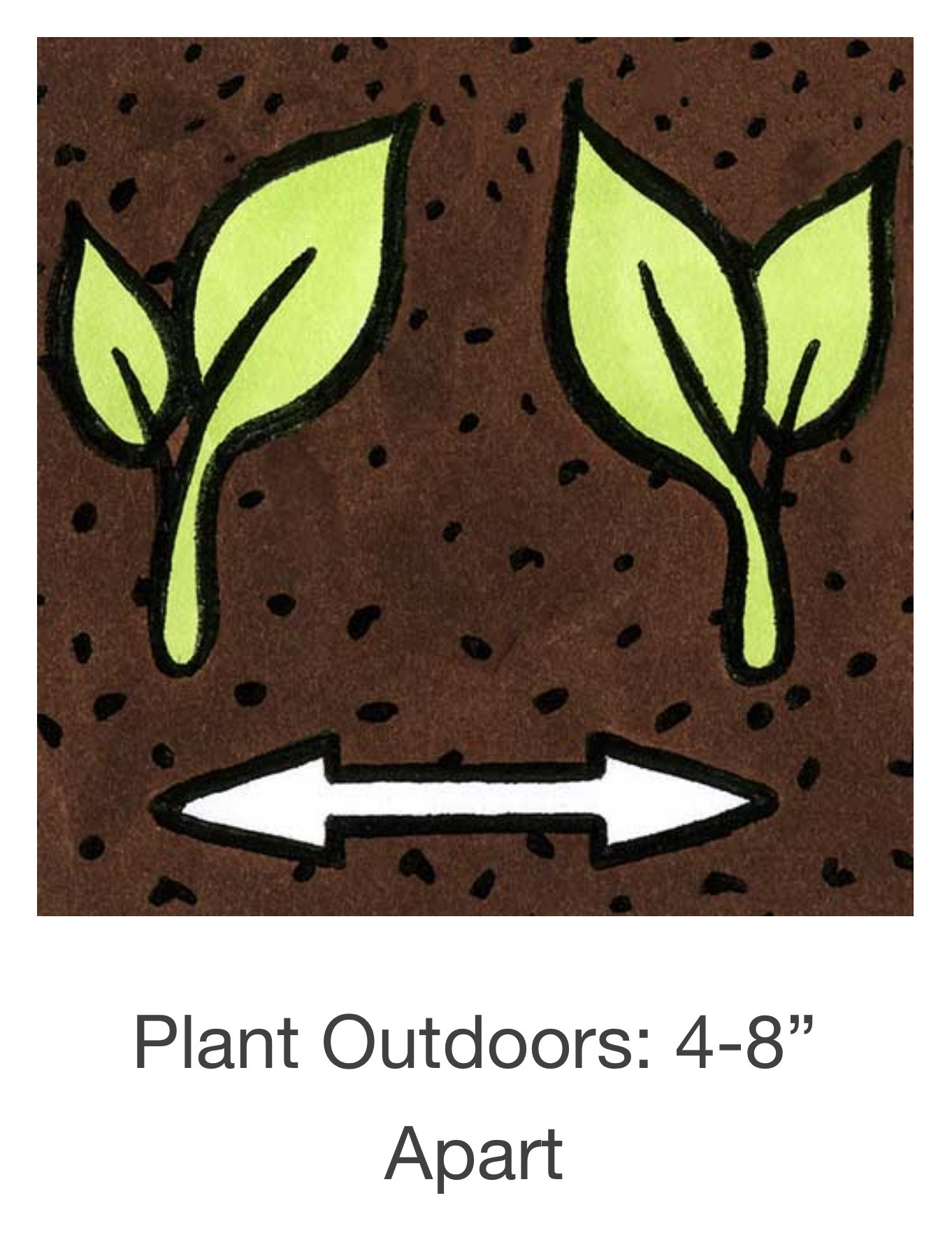 Seed Savers Exchange Seedsavers Seeds - Herbs, Garlic Chives - Pack Of 150