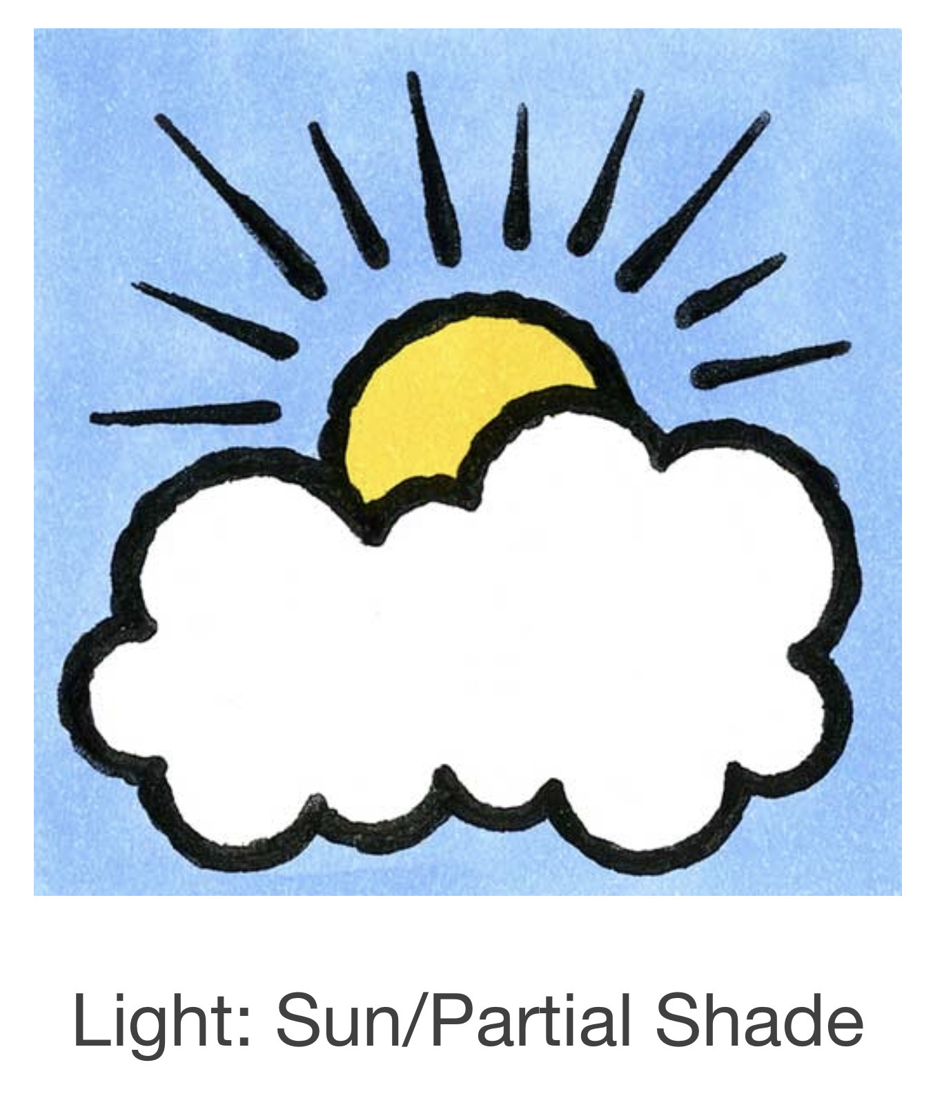 Seed Savers Exchange Seedsavers Seeds - Herbs, Garlic Chives - Pack Of 150