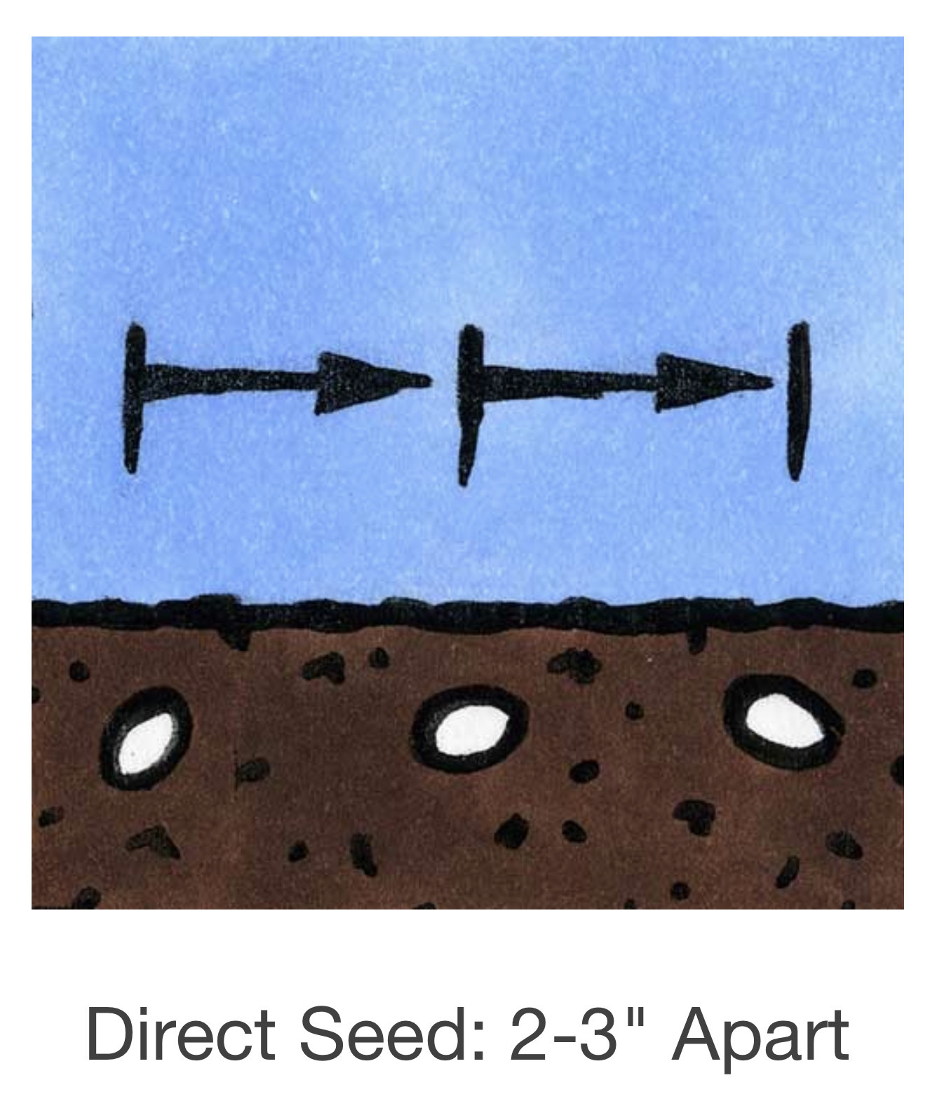 Seed Savers Exchange Seed Savers - Pea, Amish Snap- Pack of 25 Seeds