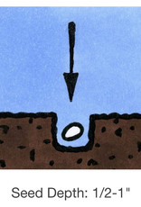 Seed Savers Exchange Seed Savers - Pea, Amish Snap- Pack of 25 Seeds