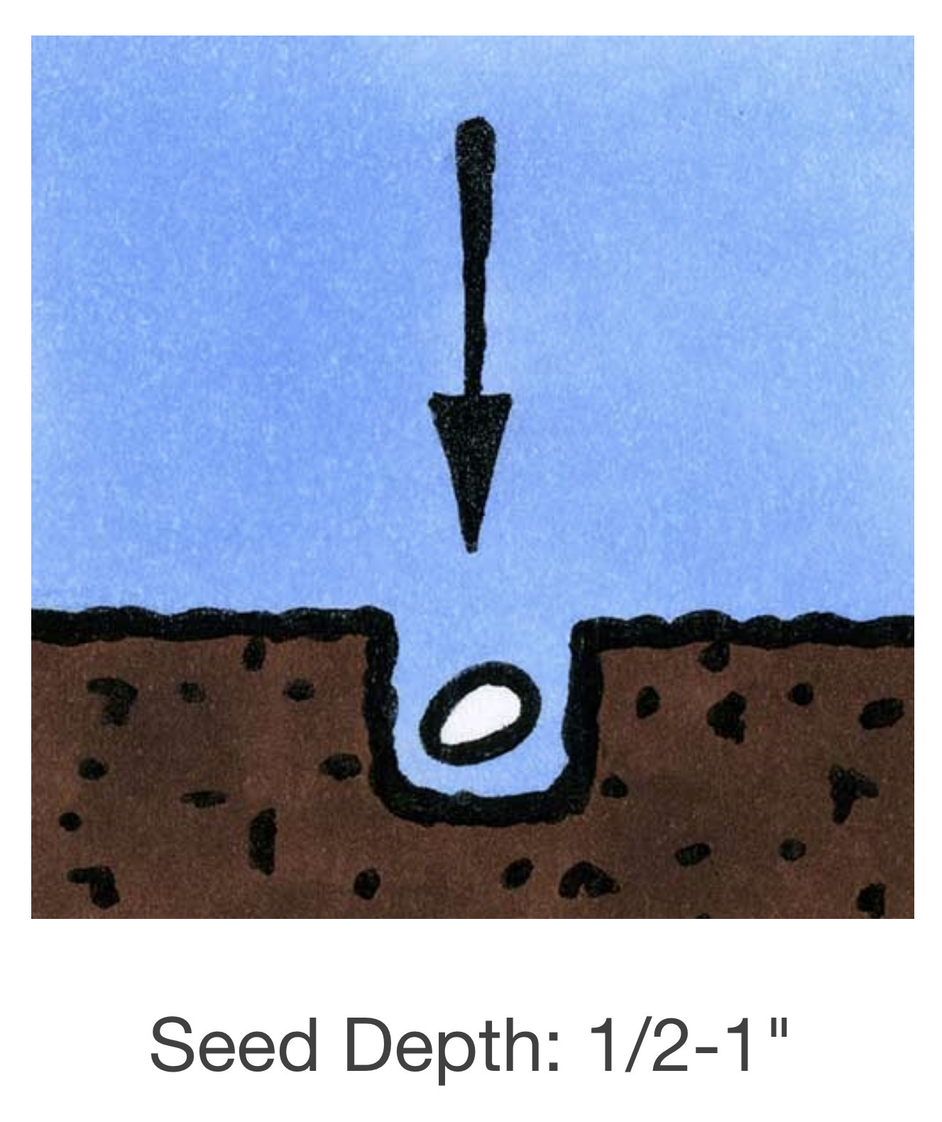 Seed Savers Exchange Seed Savers - Pea, Amish Snap- Pack of 25 Seeds