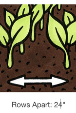 Seed Savers Exchange Seed Savers - Pea, Amish Snap- Pack of 25 Seeds