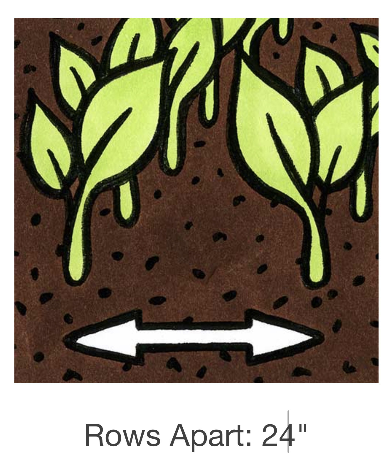 Seed Savers Exchange Seed Savers - Pea, Amish Snap- Pack of 25 Seeds