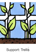 Seed Savers Exchange Seed Savers - Pea, Amish Snap- Pack of 25 Seeds