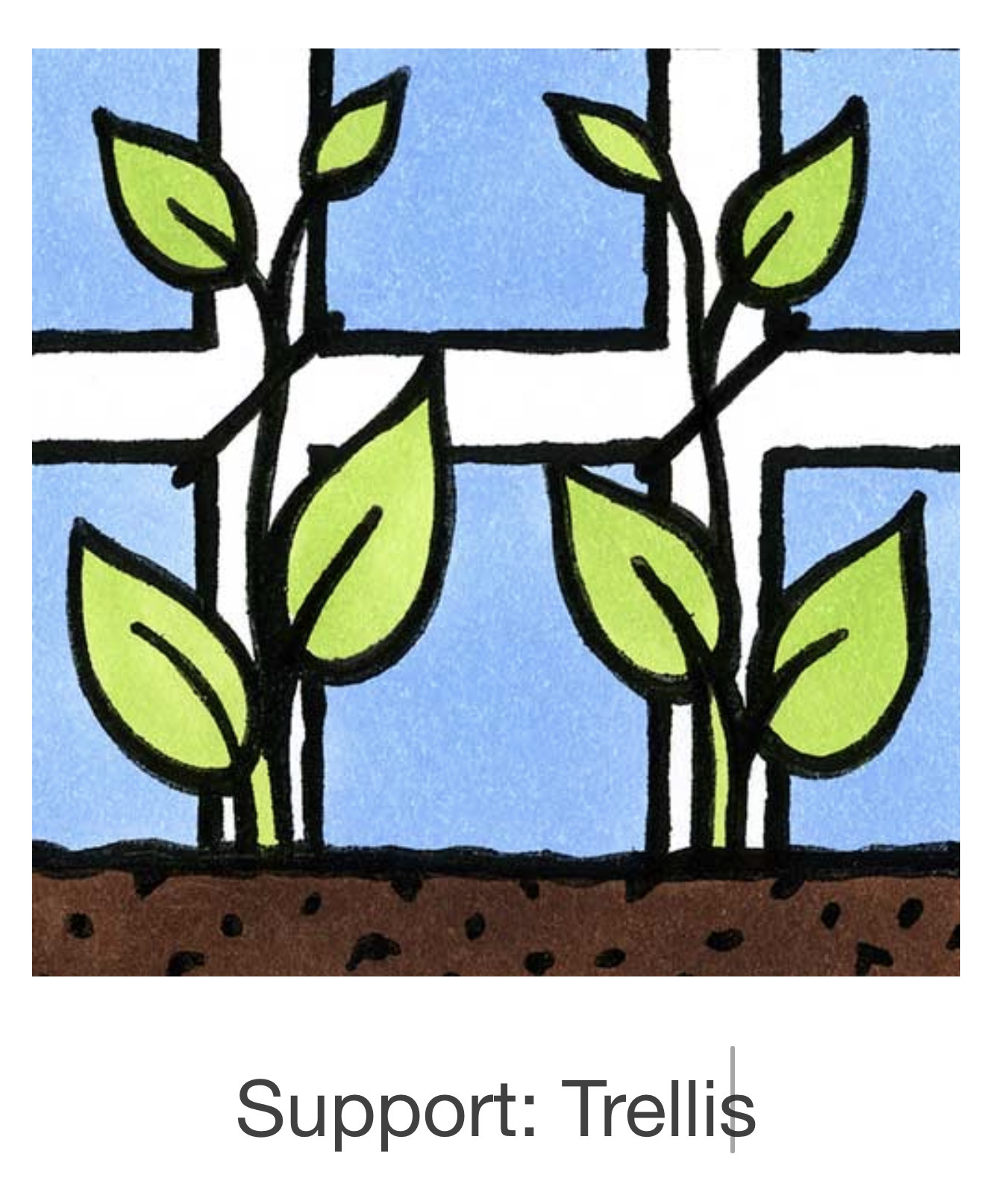 Seed Savers Exchange Seed Savers - Pea, Amish Snap- Pack of 25 Seeds