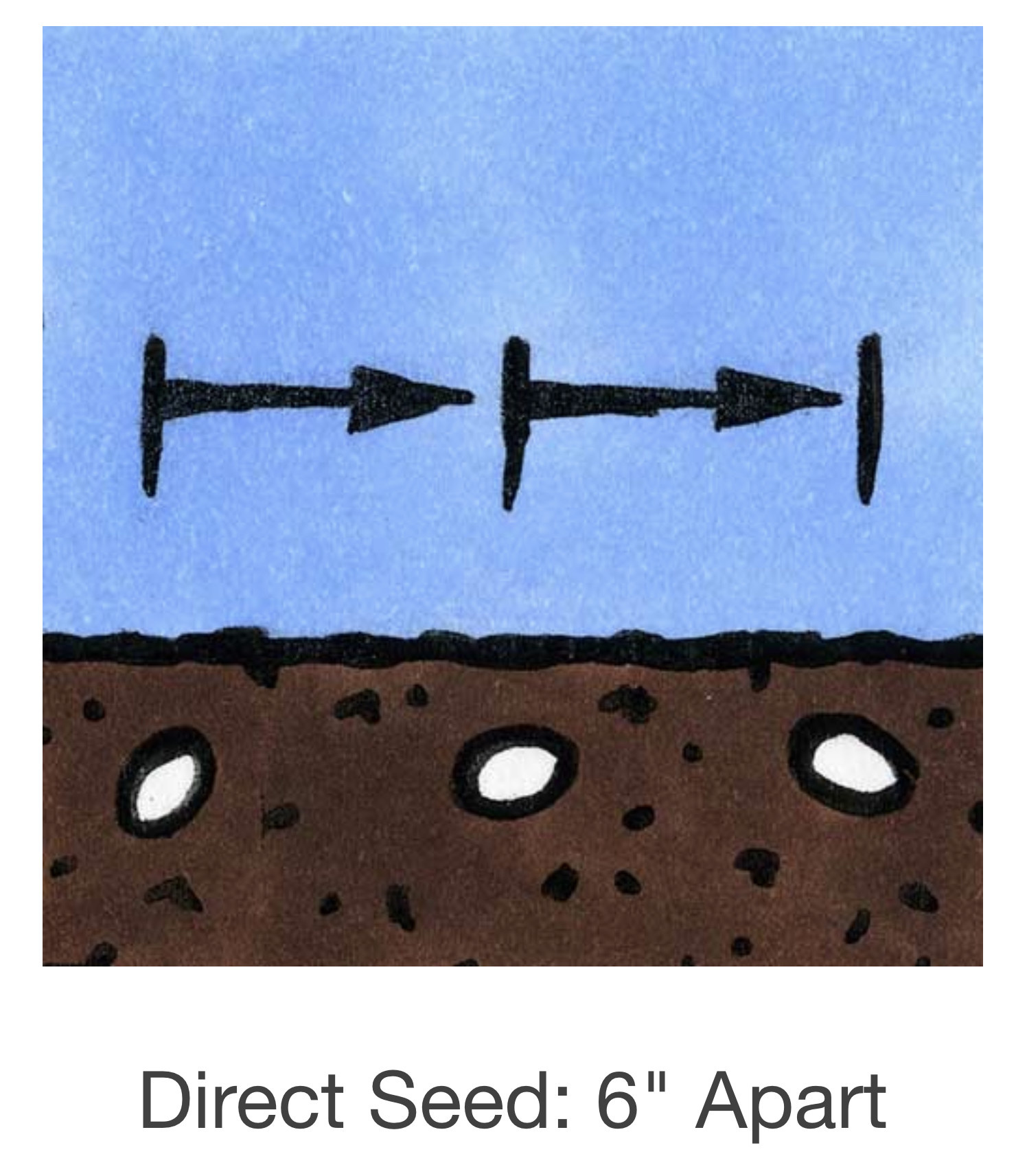 Seed Savers Exchange Seed Savers - Sunflower, Rostov (organic)- Pack of 50 Seeds