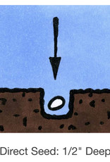 Seed Savers Exchange Seed Savers - Sunflower, Rostov (organic)- Pack of 50 Seeds