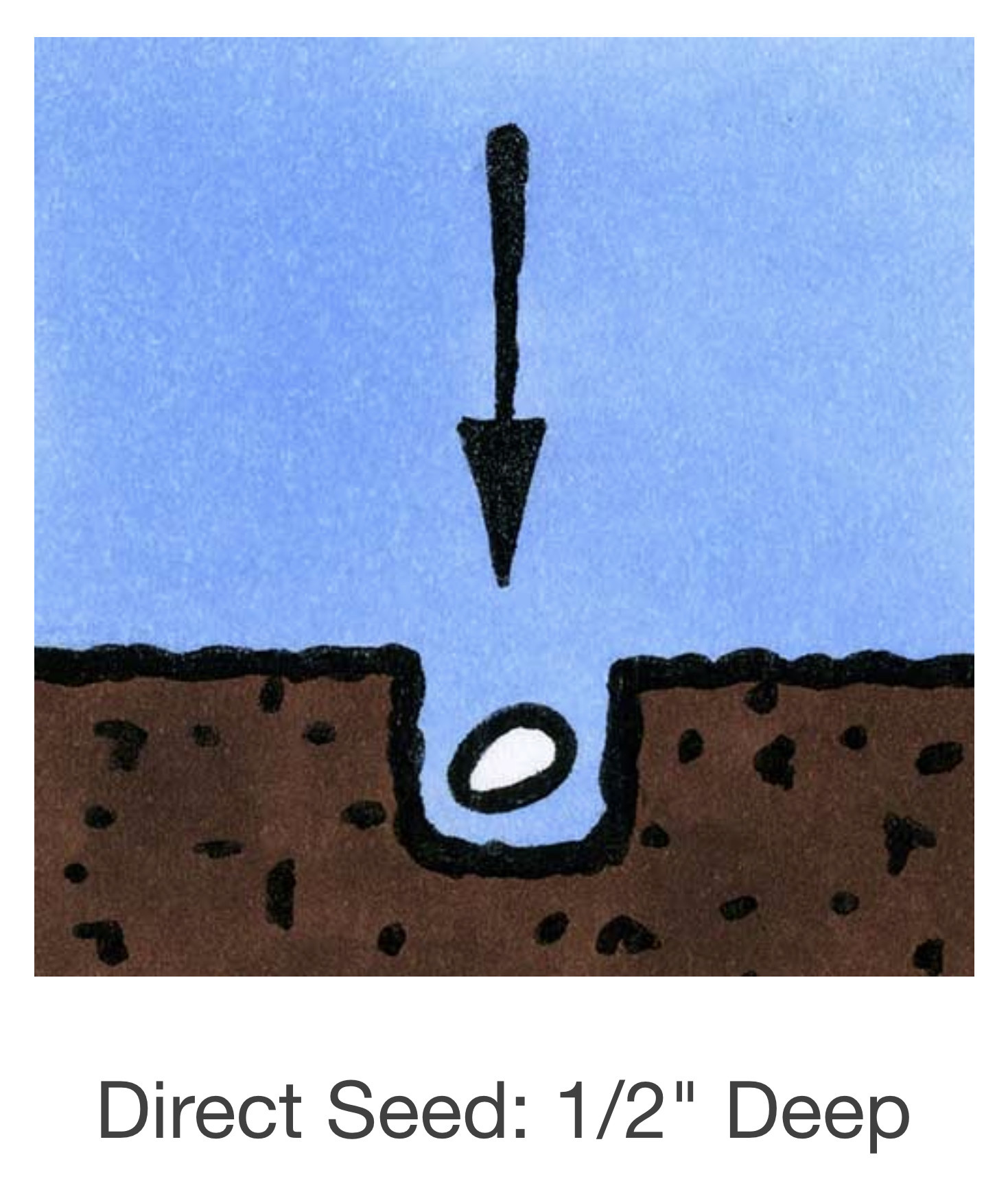 Seed Savers Exchange Seed Savers - Sunflower, Rostov (organic)- Pack of 50 Seeds