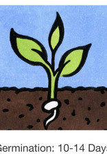 Seed Savers Exchange Seed Savers - Sunflower, Rostov (organic)- Pack of 50 Seeds