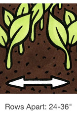 Seed Savers Exchange Seed Savers - Sunflower, Rostov (organic)- Pack of 50 Seeds