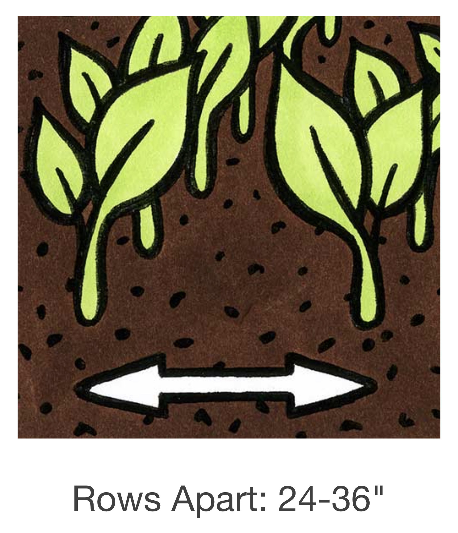 Seed Savers Exchange Seed Savers - Sunflower, Rostov (organic)- Pack of 50 Seeds