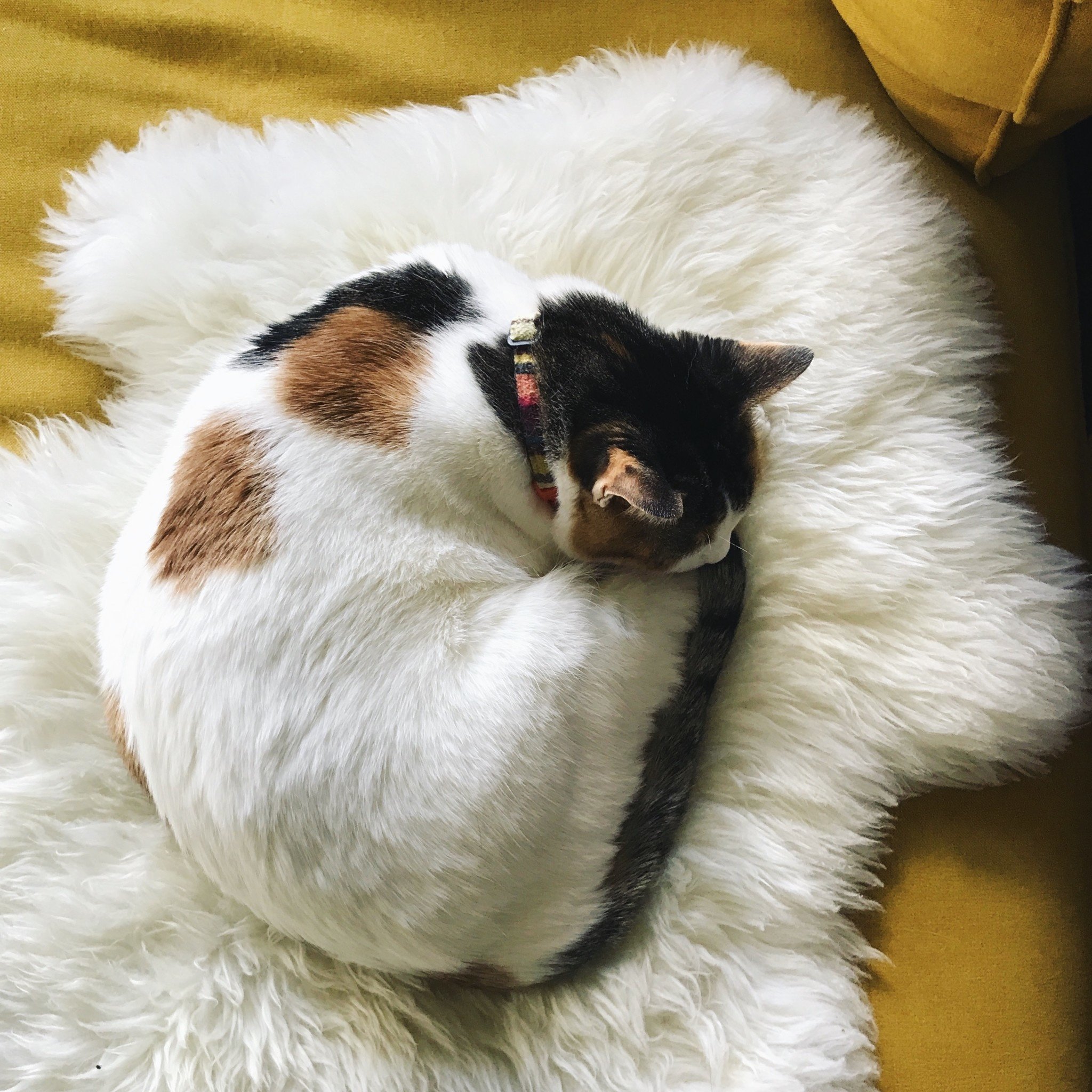 Natural White Rustic Sheepskin