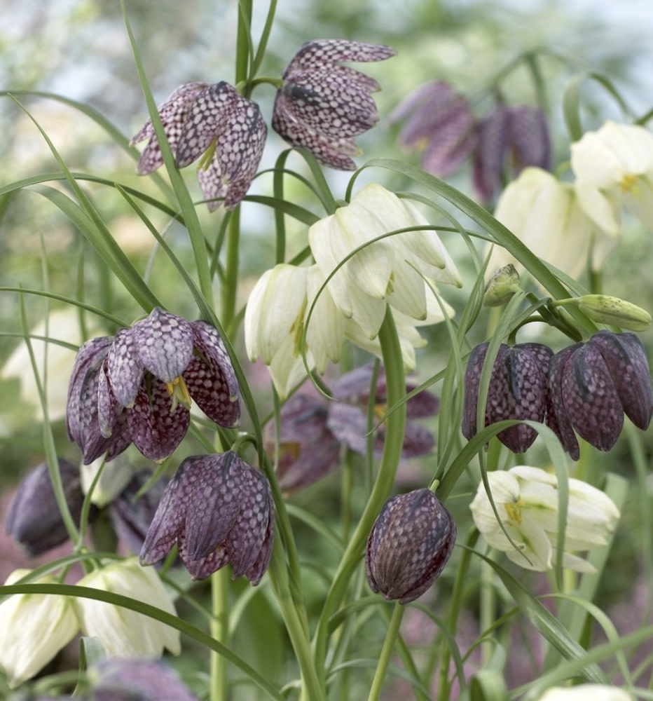 Fritillaria Meleagris Mixture Half Dozen Bulbs The Foundry Home Goods