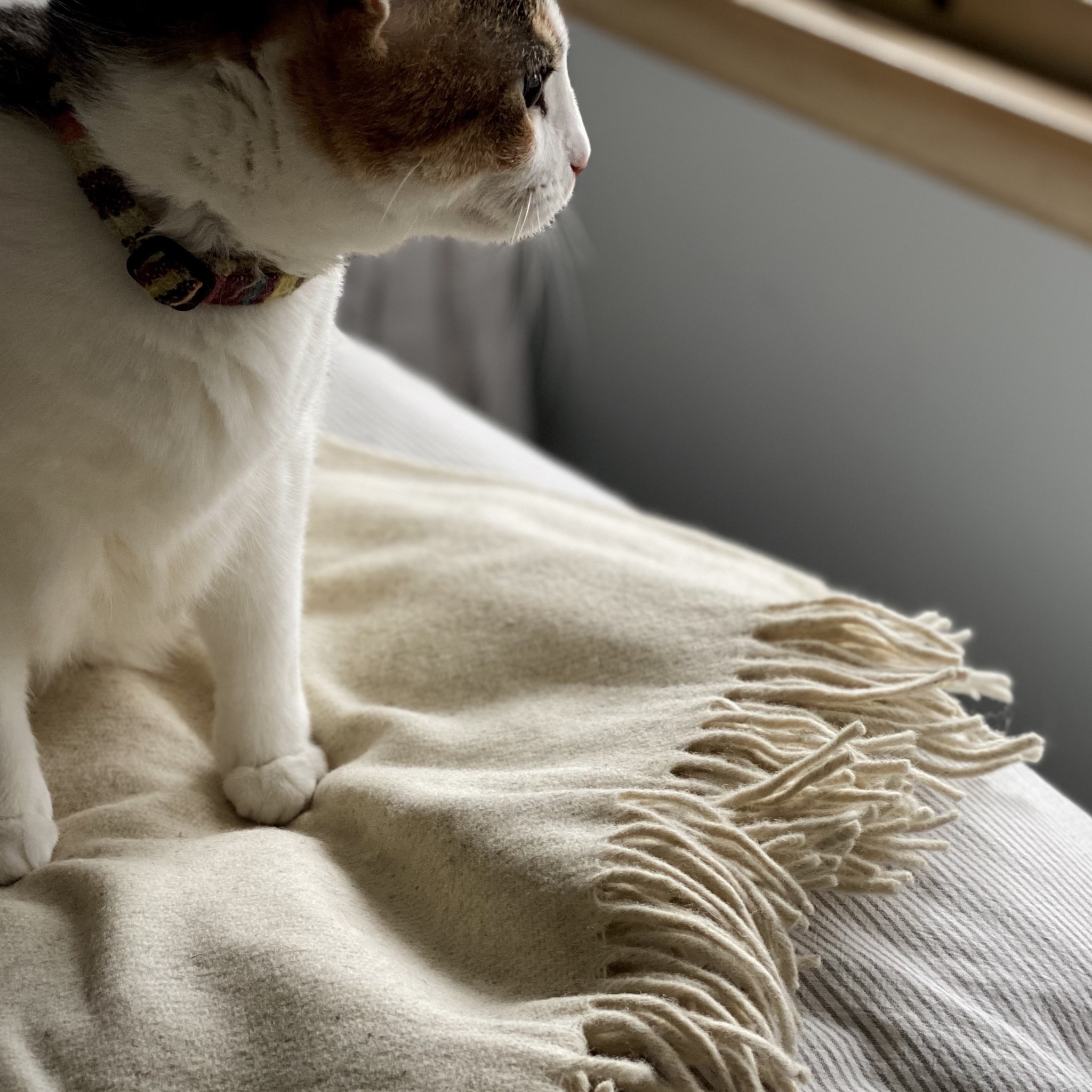 Rustic Wool Blanket Cream 43x86in