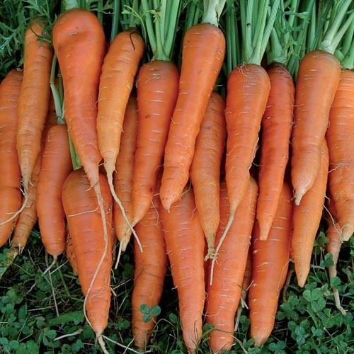 Seed Savers Exchange Carrot Seeds - St Valery