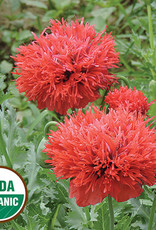 Seed Savers Exchange Flower Seeds - Chima Family Heirloom Poppy (organic)