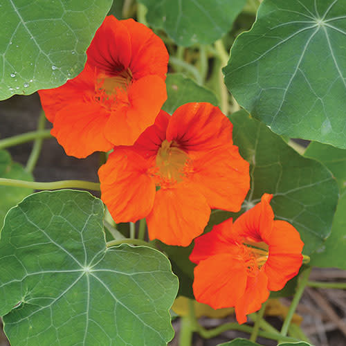 Seed Savers Exchange Seed Savers - Flower, Empress of India Nasturtium- Pack of 150 Seeds