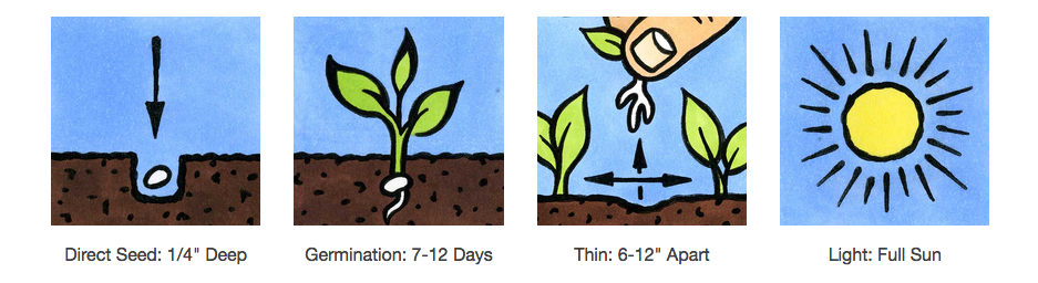 Seed Savers Exchange Seed Savers - Flower, Empress of India Nasturtium- Pack of 150 Seeds