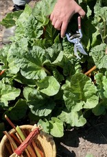 Thai Garden Shears with Wood Handles - Clippers