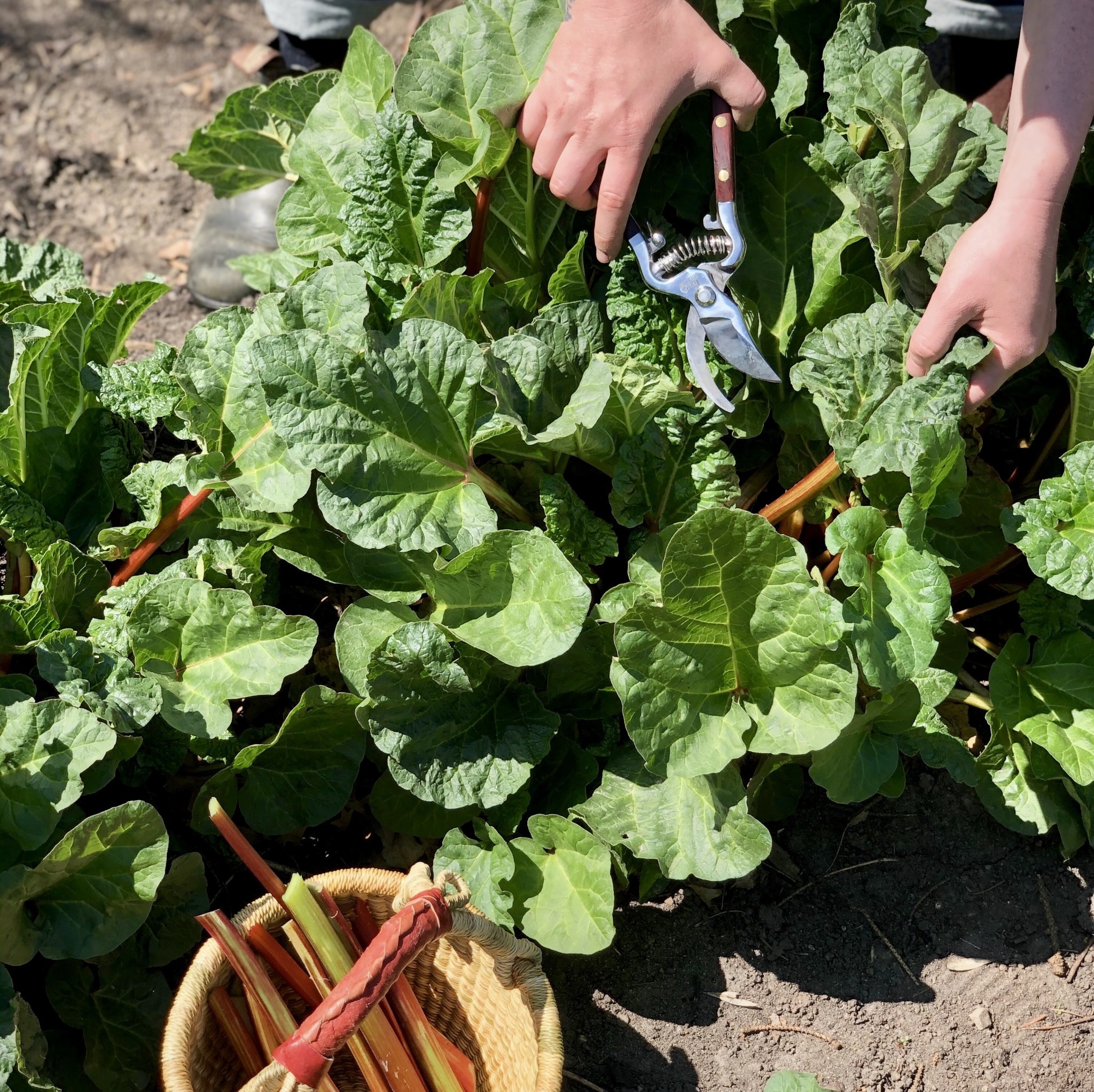 Thai Garden Shears with Wood Handles - Clippers