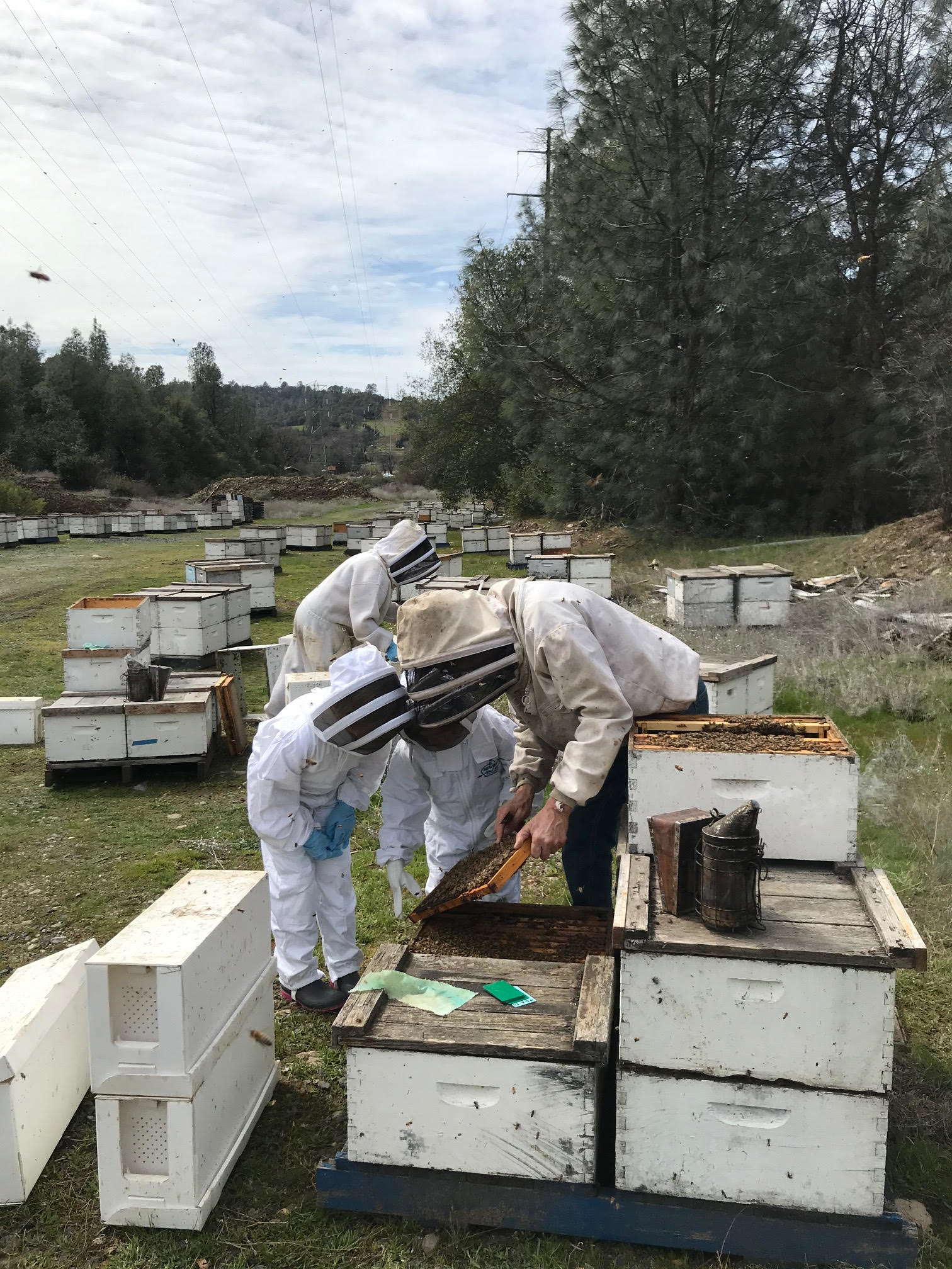 Confessions of a Newbie Beekeeper – Oakland County Blog