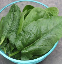 Seed Savers Exchange Seed Savers - Spinach, Bloomsdale (organic)