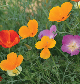 Seed Savers Exchange Flower Seeds - California Poppy Mixture