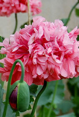 Seed Savers Exchange Seed Savers - Flower, Heritage Farm Poppy (organic)- Pack of 100 Seeds