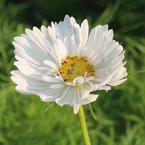 Seed Savers Exchange Flower Seeds - Fizzy White Cosmos