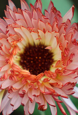 Seed Savers Exchange Seed Savers - Flower, Touch of Red Buff Calendula- Pack of 100 Seeds