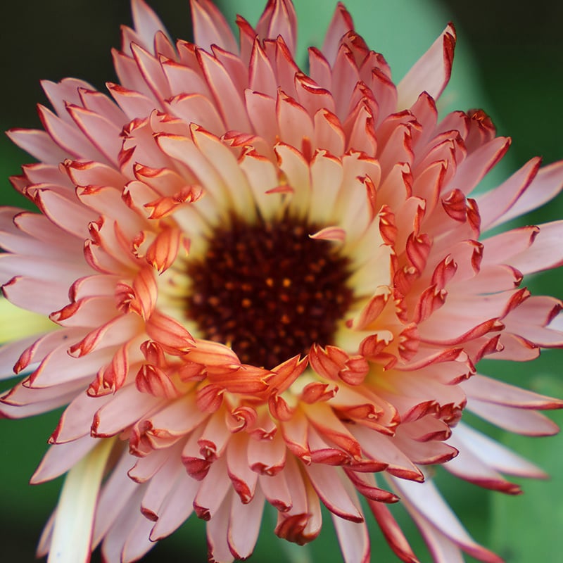 Seed Savers Exchange Flower Seeds - Touch of Red Buff Calendula