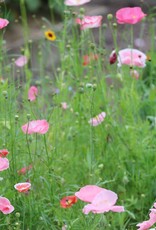 Seed Savers Exchange Seed Savers - Flower, Bee Feed Mix- 5M Seeds