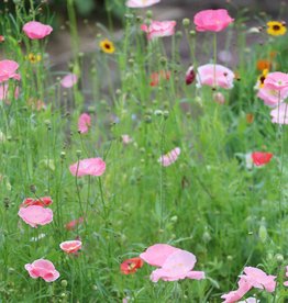 Seed Savers Exchange Seed Savers - Flower, Bee Feed Mix- 5M Seeds