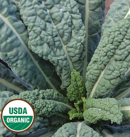 Seed Savers Exchange Kale Seeds - Lacinato (organic)